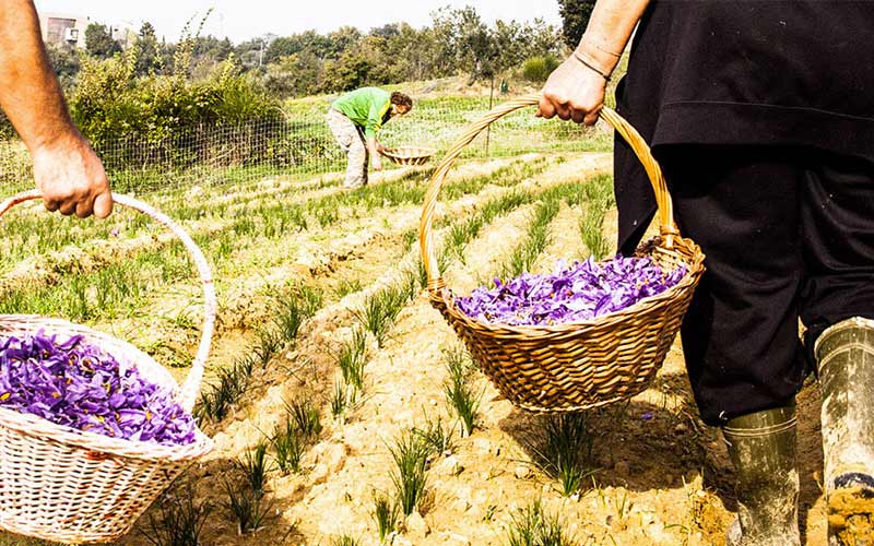 Dalla coltivazione alla trasformazione di Zafferano Biologico italiano - Terre di Confine