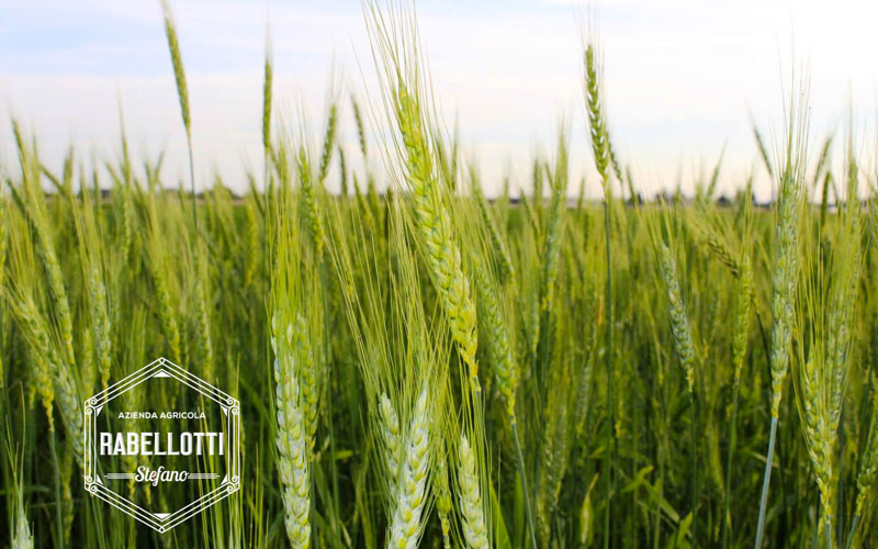 Da sempre produttori di farine di grano, mais da polenta, grano saraceno, riso e zafferano