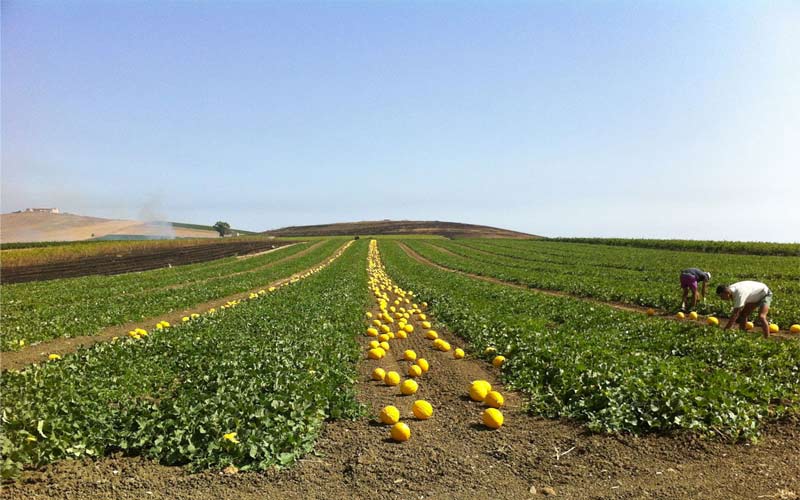 Olio, meloni gialli, lenticchie: tutto il buono della nostra Terra.... la Sicilia!