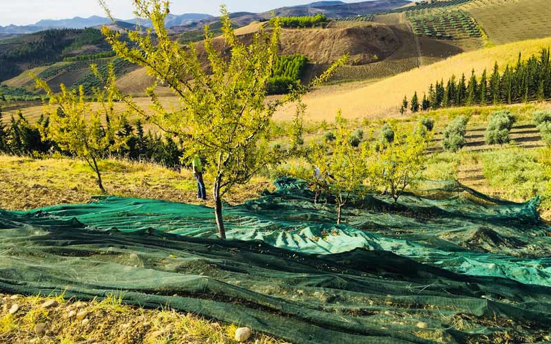 La qualità si fa sui campi: i sapori della tradizione siciliana