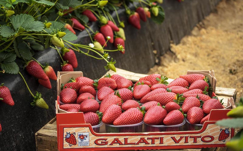 Qualità & Freschezza: la sicurezza alimentare passa per la cura dei dettagli