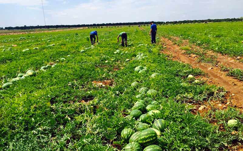 Qualità e passione: i prodotti ortofrutticoli del Salento